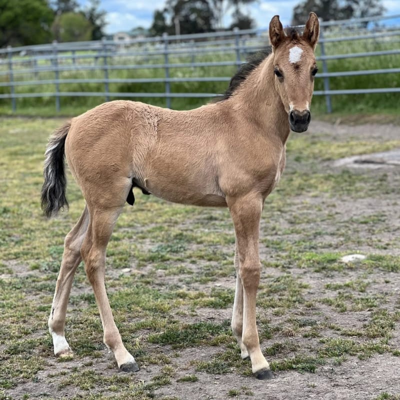 “Disco” Disque D’or,<br />
2024 bay dun gelding