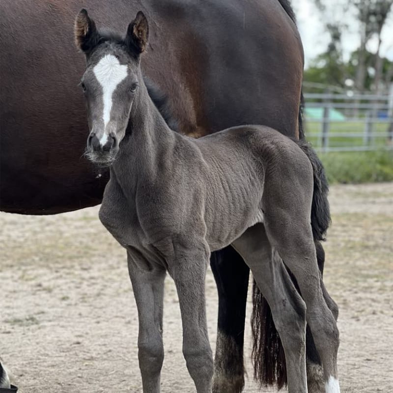 "Figlet" Figueroa,<br />
2025 Black Filly