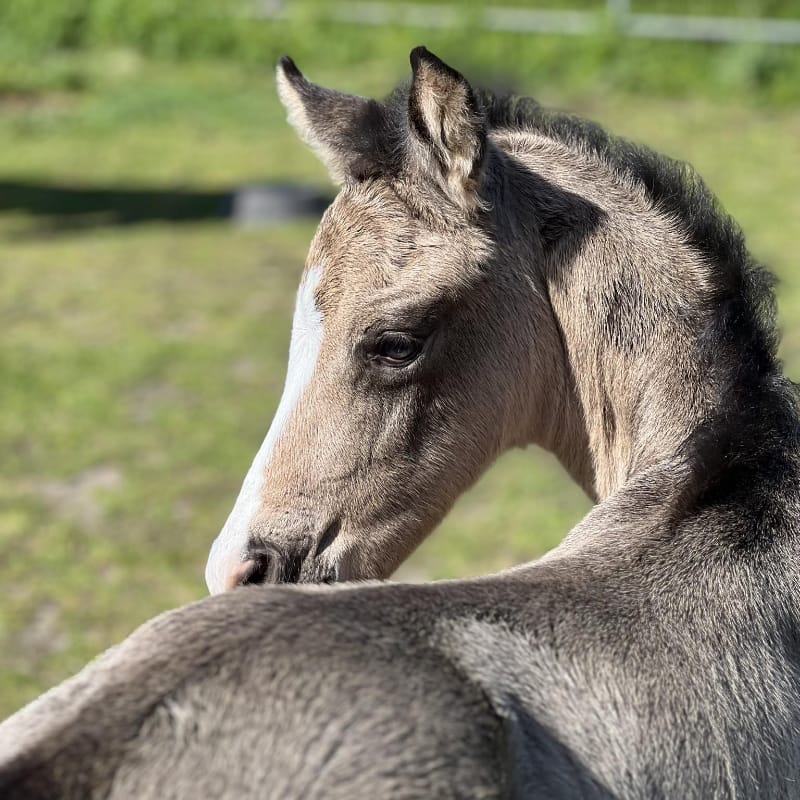 Zamboni,<br />
2025 buckskin colt